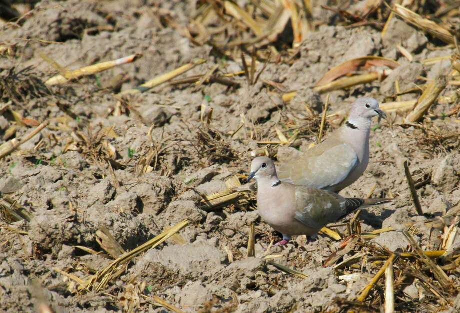 Nonnatives are not so loathsome doves Houston Chronicle