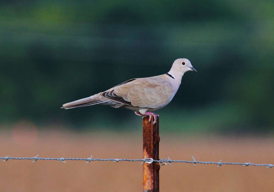 Nonnatives are not so loathsome doves Houston Chronicle