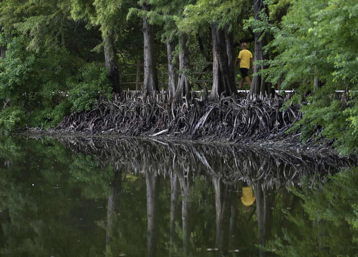 The so-called knees of the cypress trees surrounding the Denman Estate Park pond stand above the water Thursday, Aug. 30, 2018 after leaks in the pond have caused the water level to drop. The pond is scheduled to undergo extensive repair work soon. To do the repairs, the water will be drained from the pond and the fish and animals in the pond will be temporarily removed to other locations according to the city.