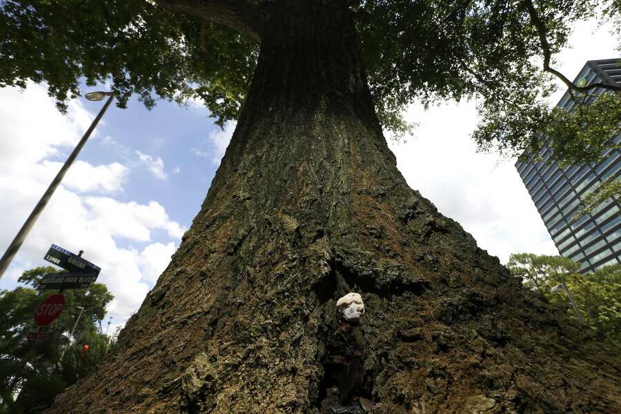 Zombie trees invade Houston landscapes