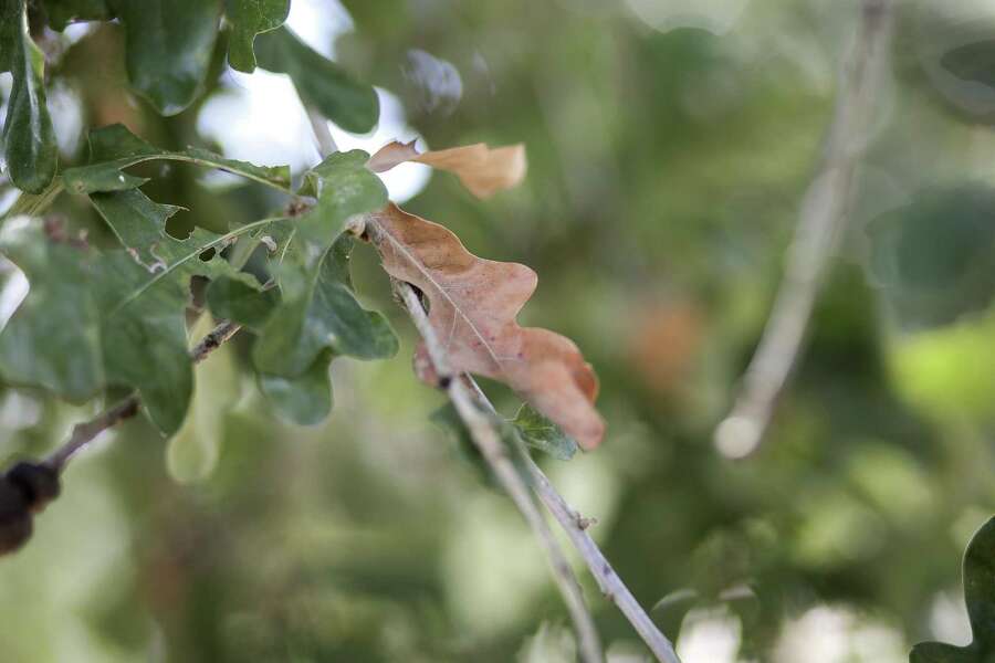 Zombie trees invade Houston landscapes