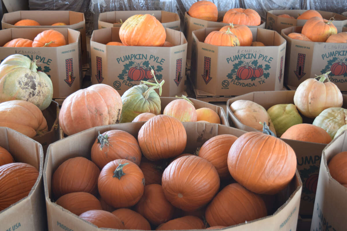 Floydada pumpkins showcased at Dallas Arboretum