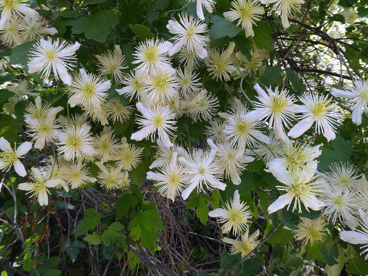 Clematis vine an adaptable native with a whimsical side