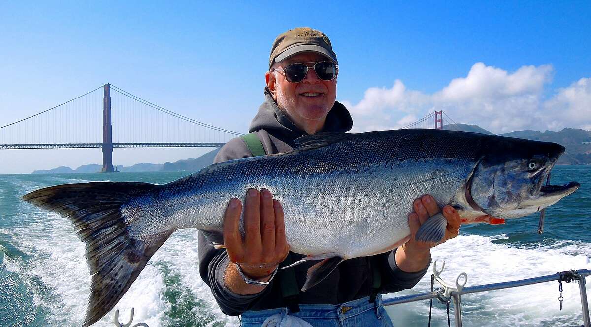 Bob Love with a 20-pound salmon last week on the "Salmon Highway" out the Golden Gate along the Marin coast. Salmon are staging off the Marin coast for their annual fall migration through San Francisco Bay.