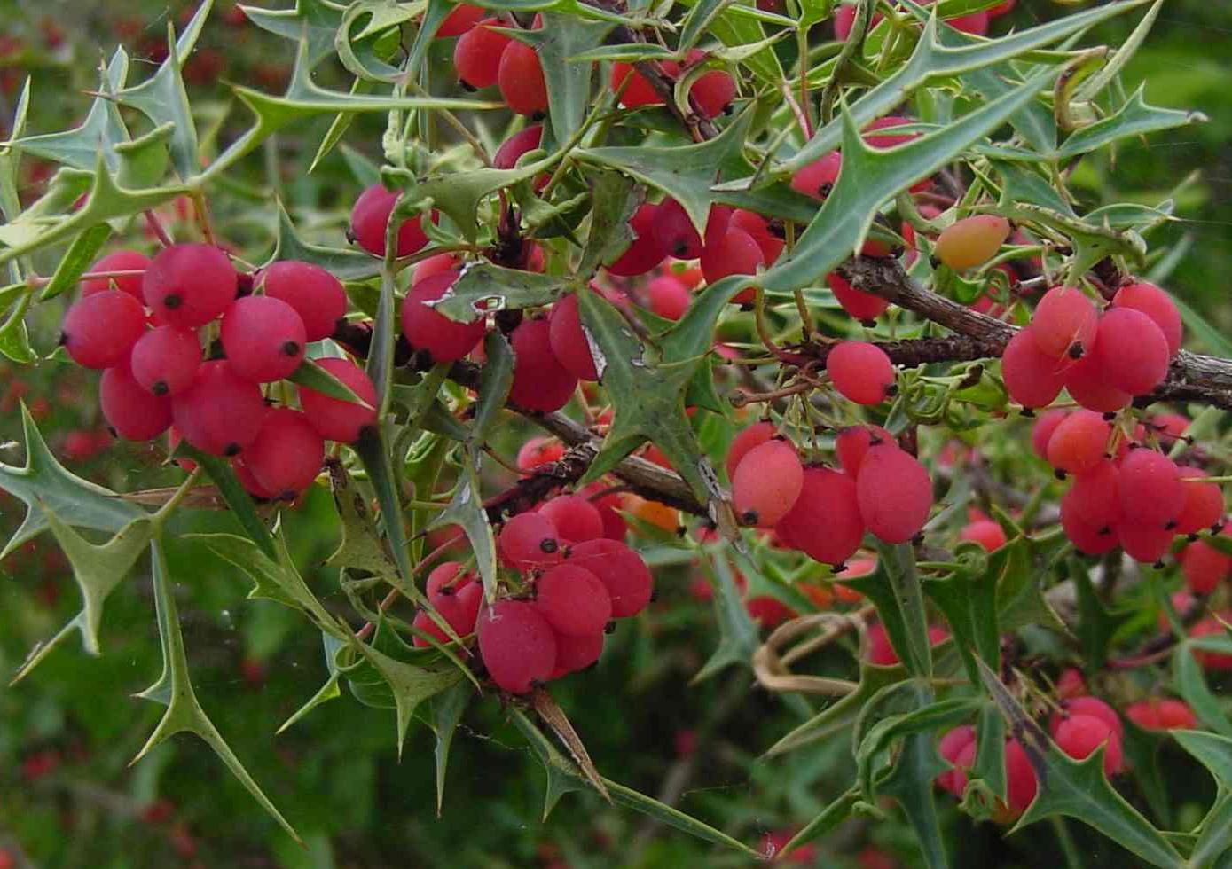 Recipe: Agarita Jelly