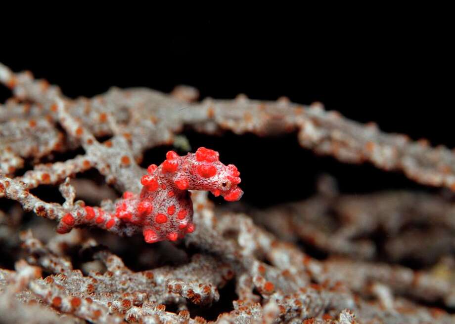                                                                                 15 creatures that could disappear with the Great Barrier Reef

This little master of camouflage survives by adapting his body to closely resemble the gorgonians, the soft coral it houses. This is just one of the many creatures that could disappear with the Great Barrier Reef because of global warming. Photo: CBSI / CNET