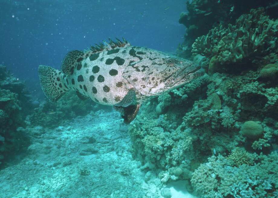 meet the bonnethead, the worlds first omnivorous shark