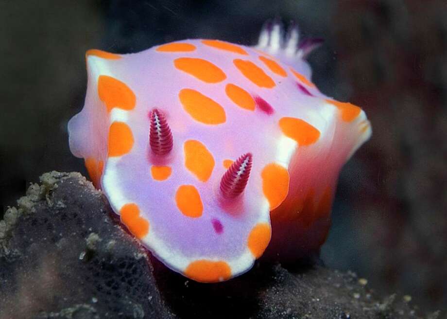 meet the bonnethead, the worlds first omnivorous shark