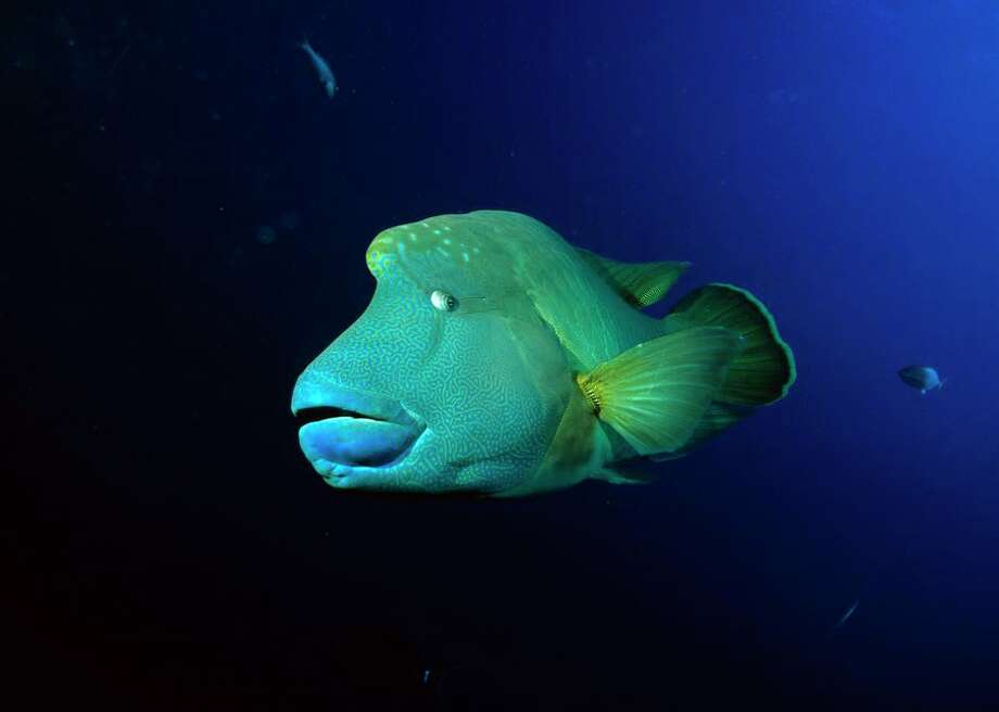 meet the bonnethead, the worlds first omnivorous shark