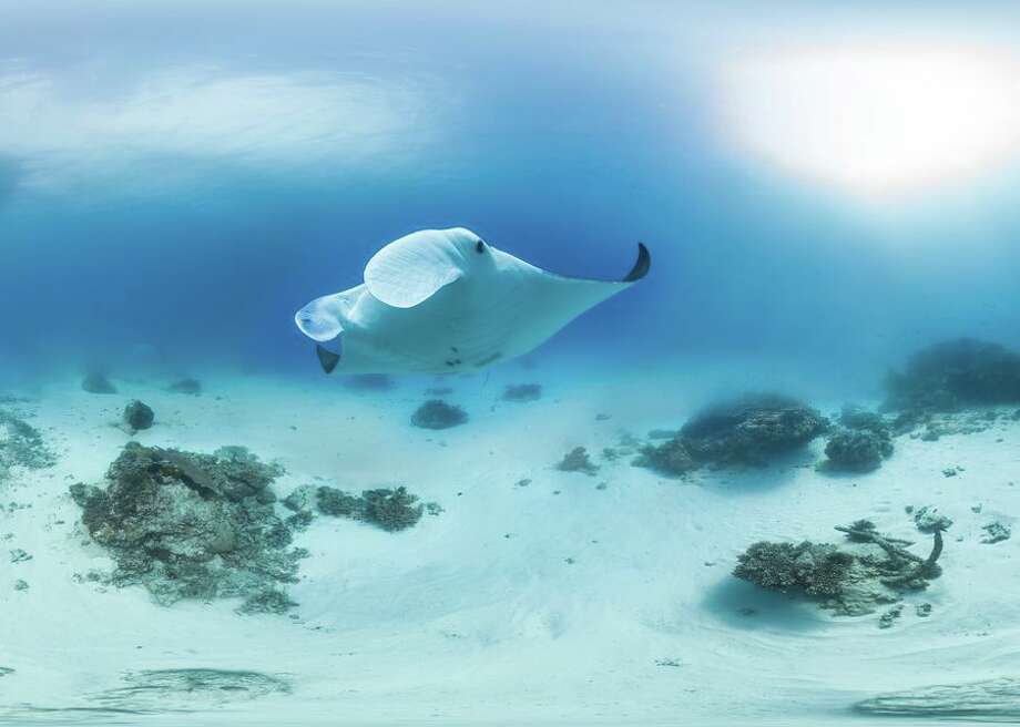 meet the bonnethead, the worlds first omnivorous shark