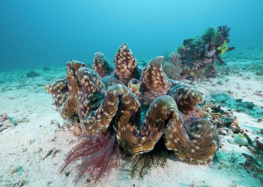 meet the bonnethead, the worlds first omnivorous shark