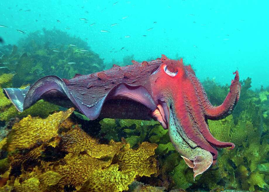 meet the bonnethead, the worlds first omnivorous shark