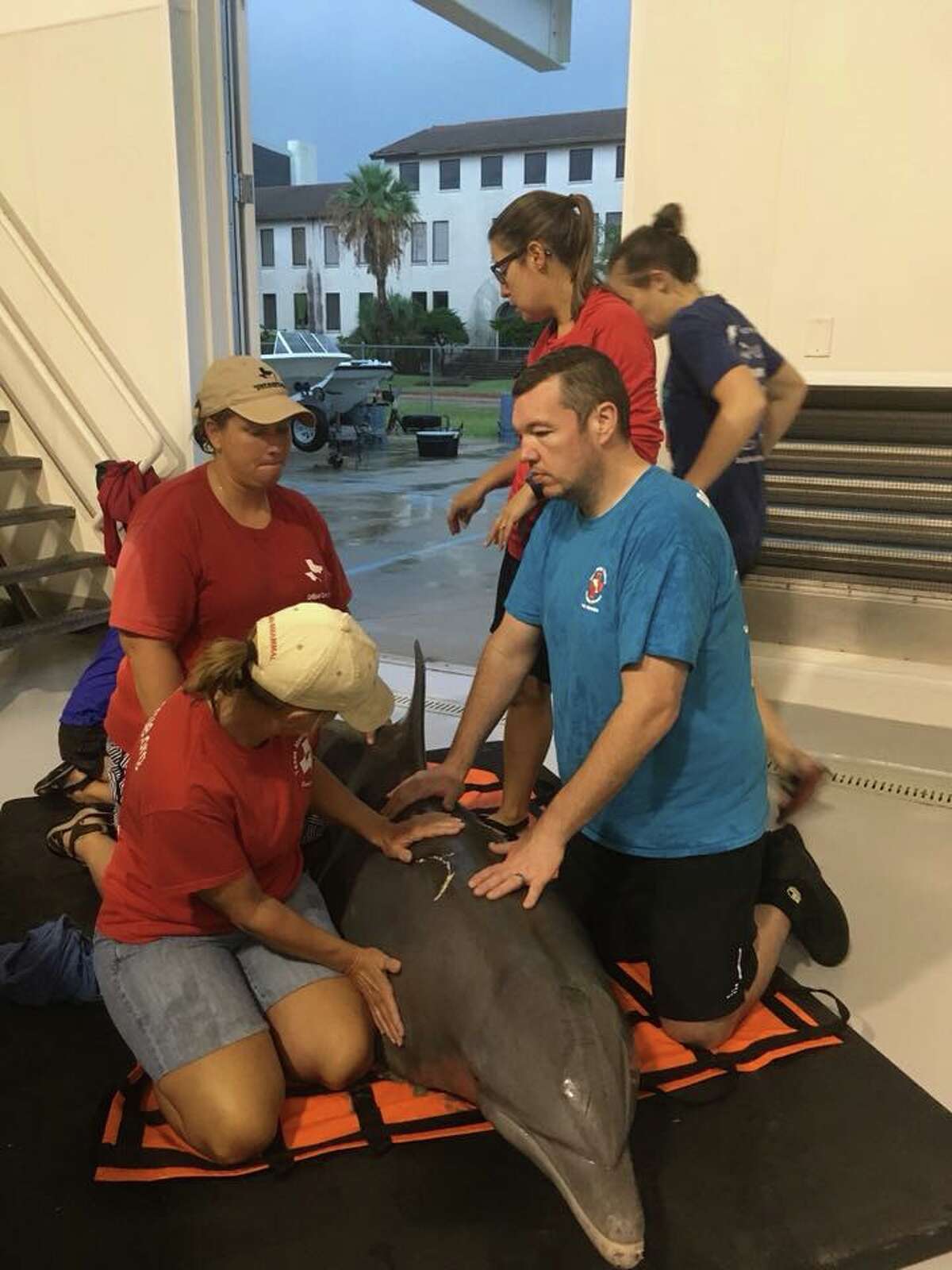 Download Rescue forced to euthanize stranded Galveston dolphin ...