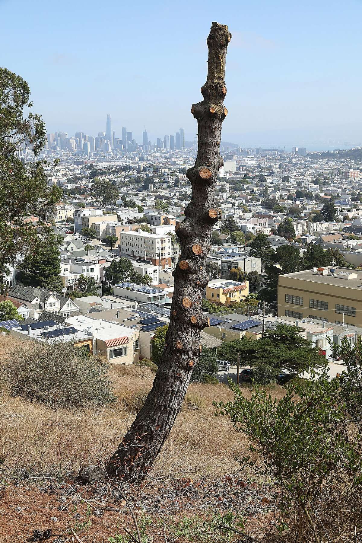 Concerned neighbor and artist Jane Lidz has been asking public works to remove this tree because concern of it's fire danger for the past two years on top of Bill Goat Hill on Friday, Aug. 31, 2018, in San Francisco, Calif. All branches were removed from this tree two months ago where tree branches have become part of the dried brush.