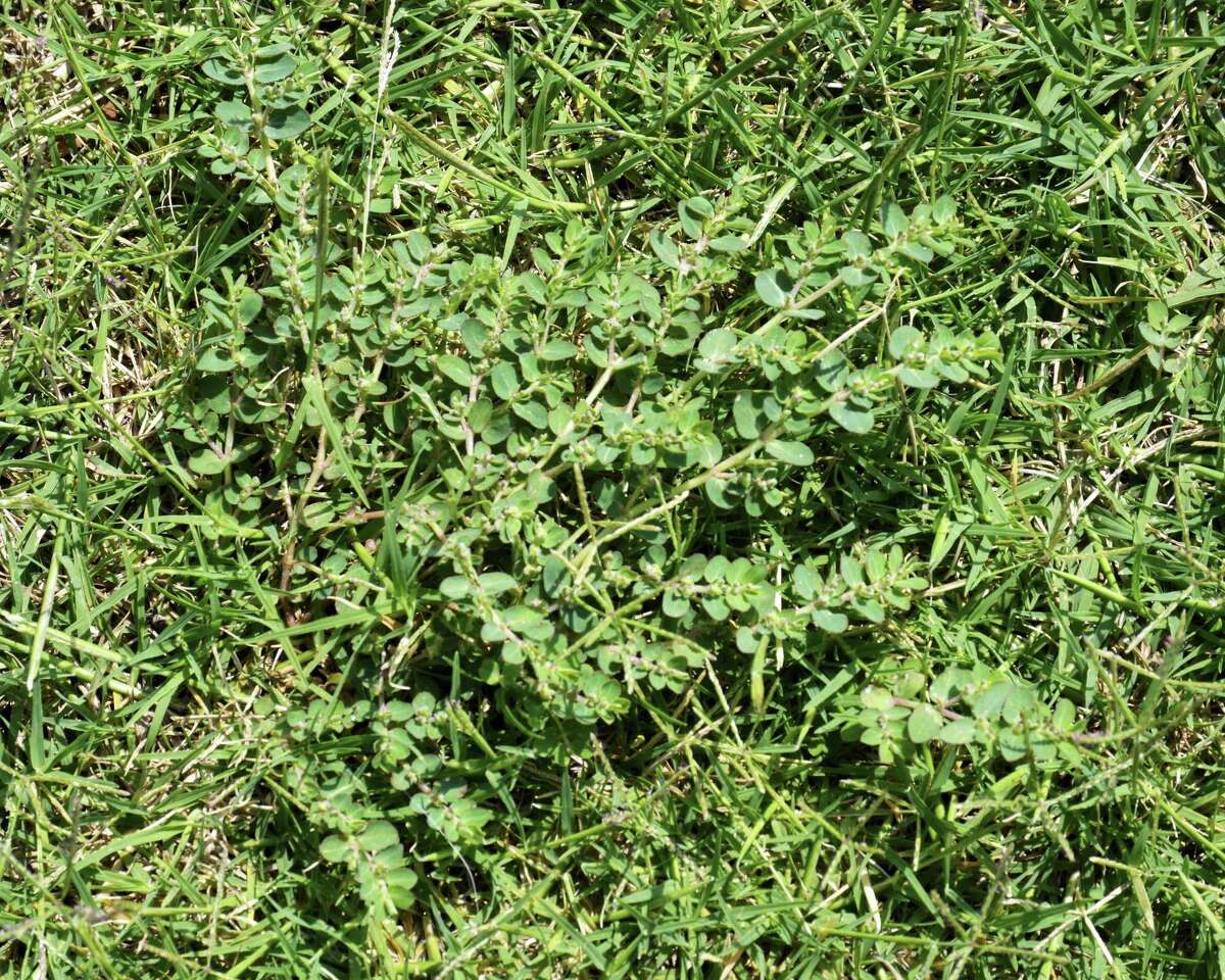 Getting a spurge-free lawn actually pretty easy