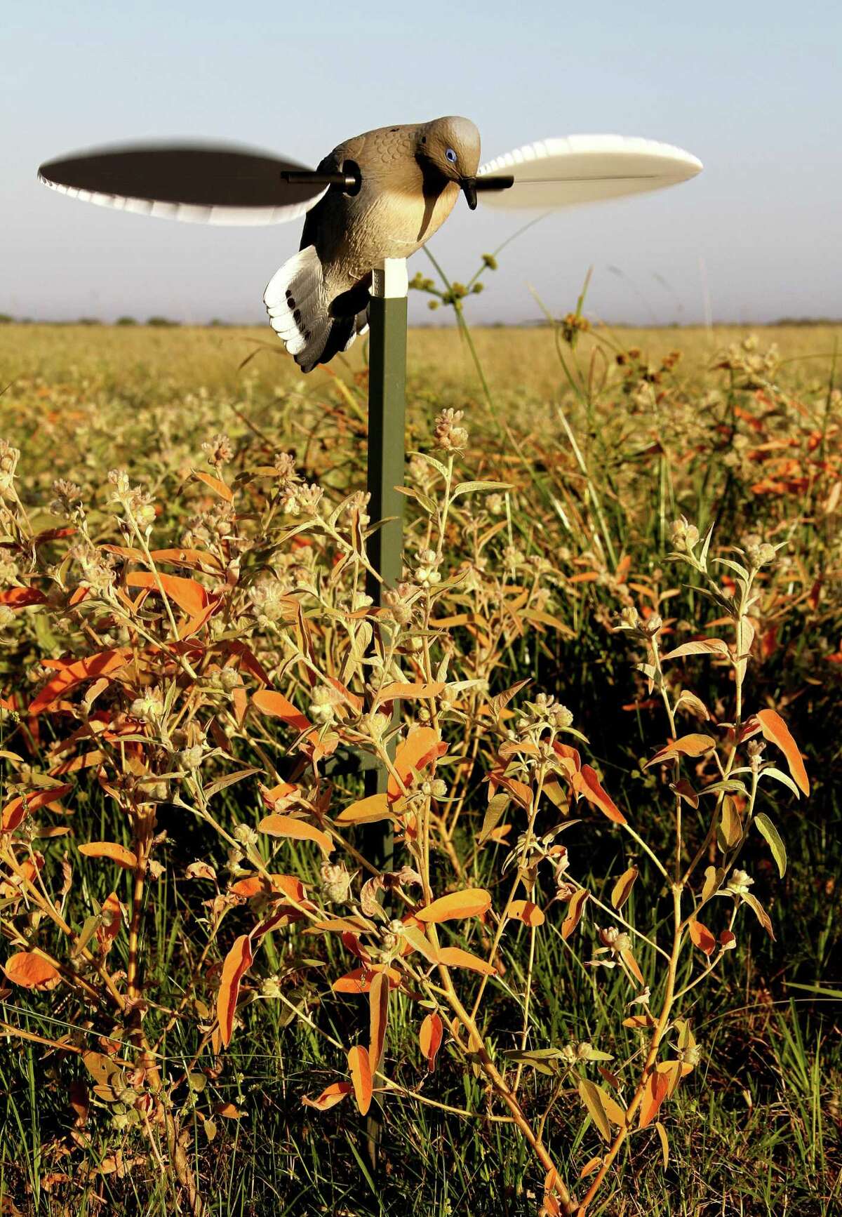 Tips help give dove hunters better shot at success