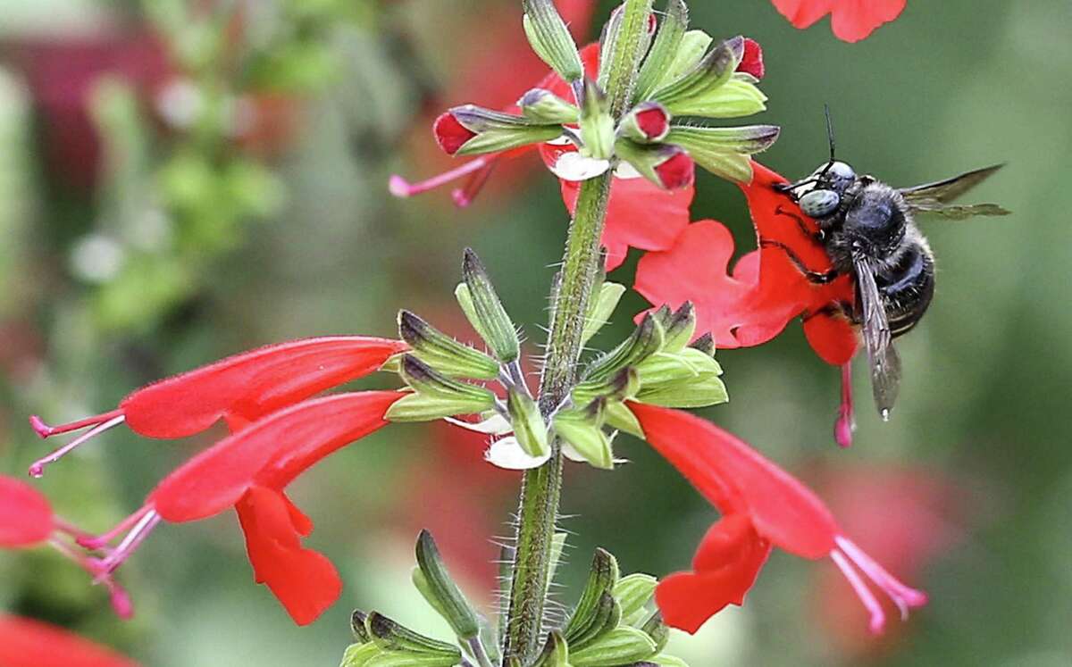 Horsefly-like carpenter bee takes the pollen from the base of a red tubular scarlet sage in Lauren Simpson's front yard in Houston's Oak Forest neighborhood.