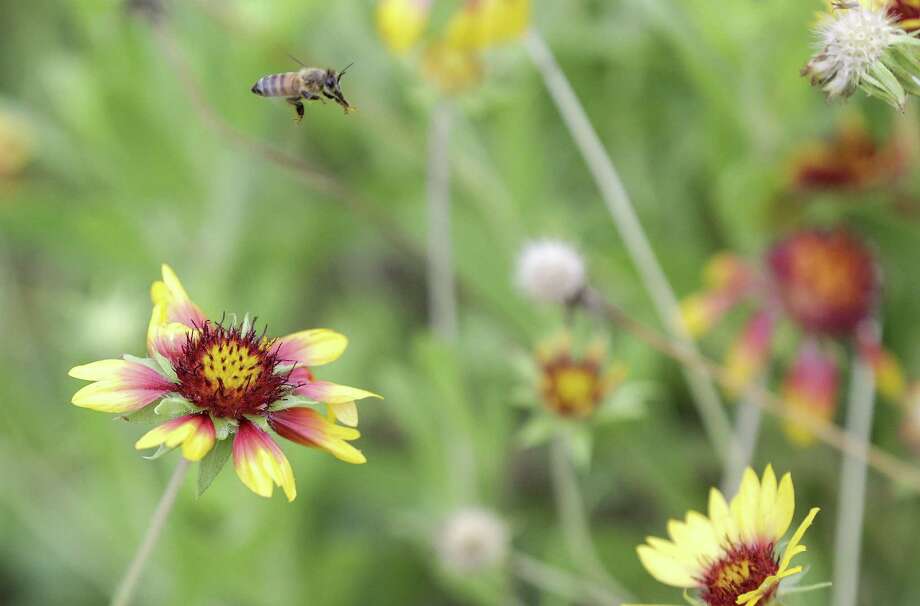 In the United States and elsewhere, beekeepers have reported an increase in honey bee deaths over the past year, which may be the result of erratic weather conditions caused by climate change. Photo: Elizabeth Conley, Houston Chronicle / Personal Photographer / © 2018 Houston Chronicle