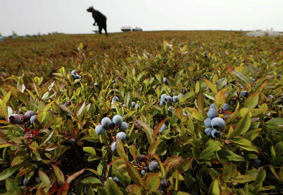 In this Friday, Aug. 24, 2018, photo, a worker rakes wild blueberries at a farm in Union, Maine. Unlike cultivated blueberries, which are grown in states such as New Jersey and Washington, wild blueberry fields contain different varieties, which results in different sizes and colors. Nearly 100 percent of the crop is frozen, and they are used in a host of frozen and processed foods.
