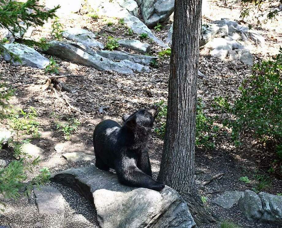 Black bear seen on Carmen Hill Road in Brookfield, Conn., on Aug. 29, 2018. Photo: Contributed Photo / Tina Heidrich / Contributed Photo / Connecticut Post Contributed