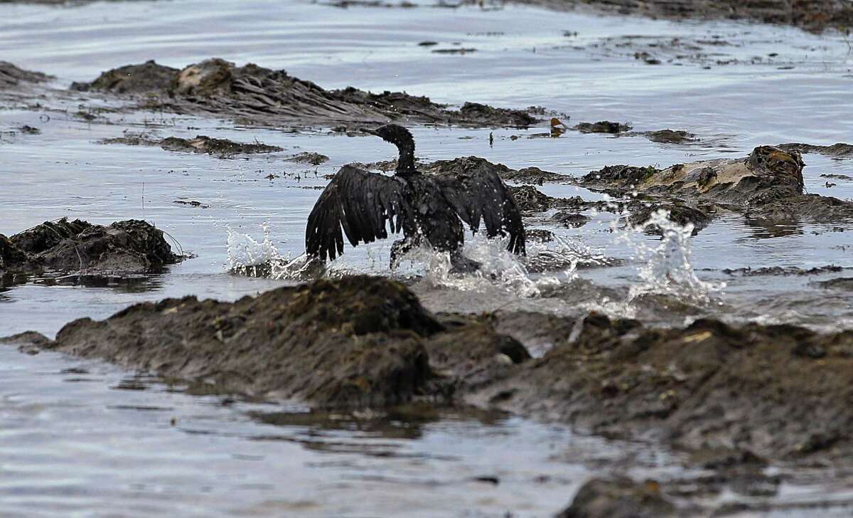 FILE - In this May 21, 2015, file photo, an oil-covered bird flaps its wings amid at Refugio State Beach, north of Goleta, Calif. A California jury has found a pipeline company guilty of nine criminal charges for causing a 2015 oil spill that was the state's worst coastal spill in 25 years. The jury reached its verdict against Plains All American Pipeline of Houston on Friday, Sept. 7, 2018, following a four-month trial. The jury found Plains guilty of a felony count of failing to properly maintain its pipeline and eight misdemeanor charges, including killing marine mammals and protected sea birds. (AP Photo/Jae C. Hong, File)