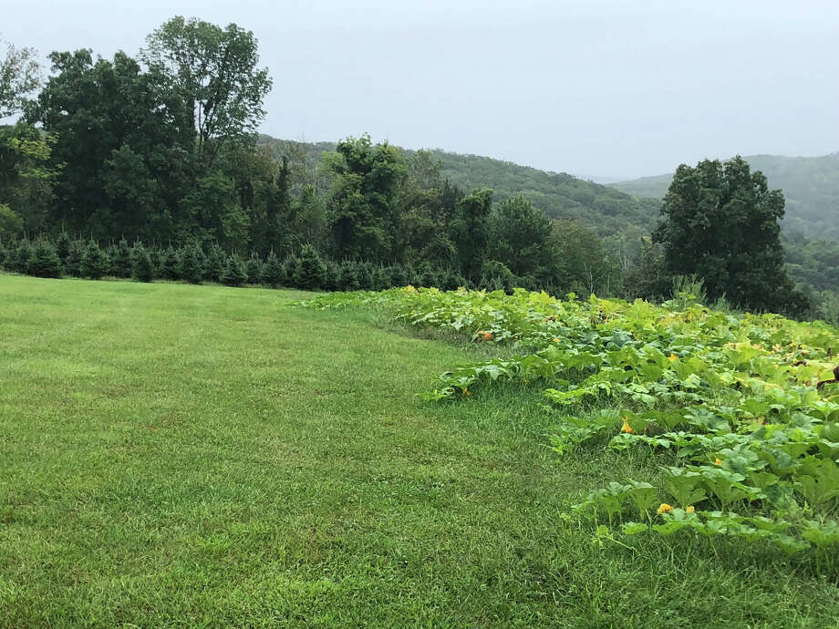 Christmas Tree Season Underway NewsTimes