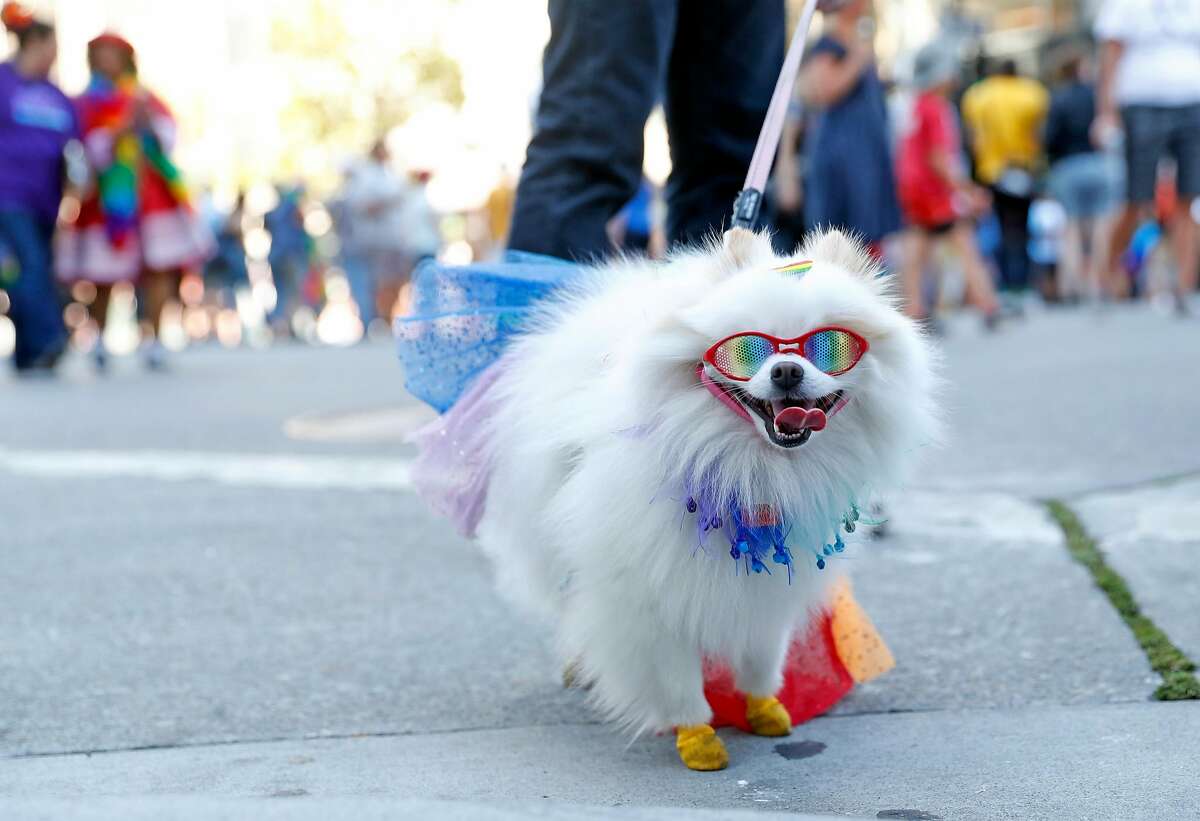 Manny Soriano's dog "Ivy" during Oakland Pride parade in Oakland, Calif. on Sunday, September 9, 2018.