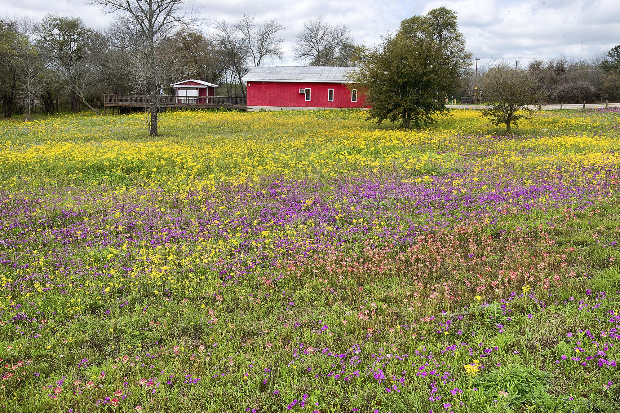 When is the best time to plant wildflower seeds information