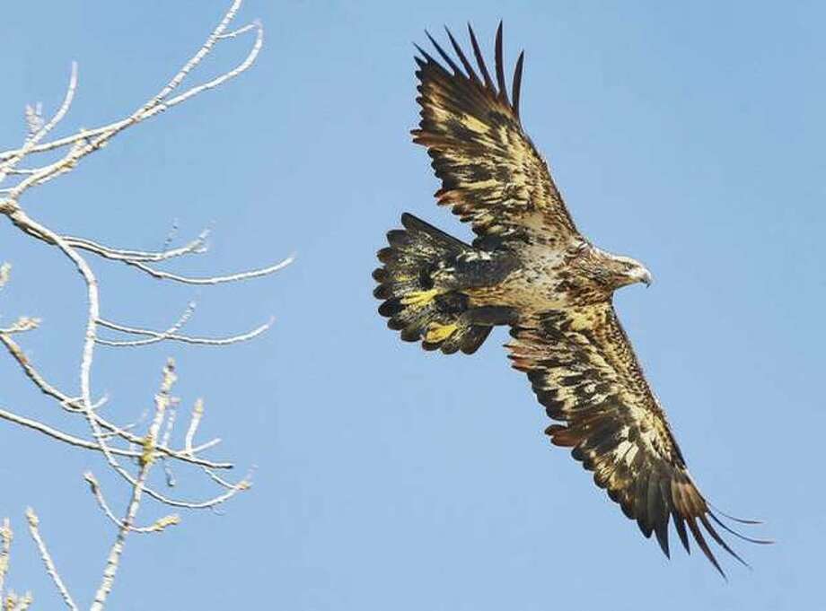 Illinois Joins Other States To Sue Over Migratory Birds