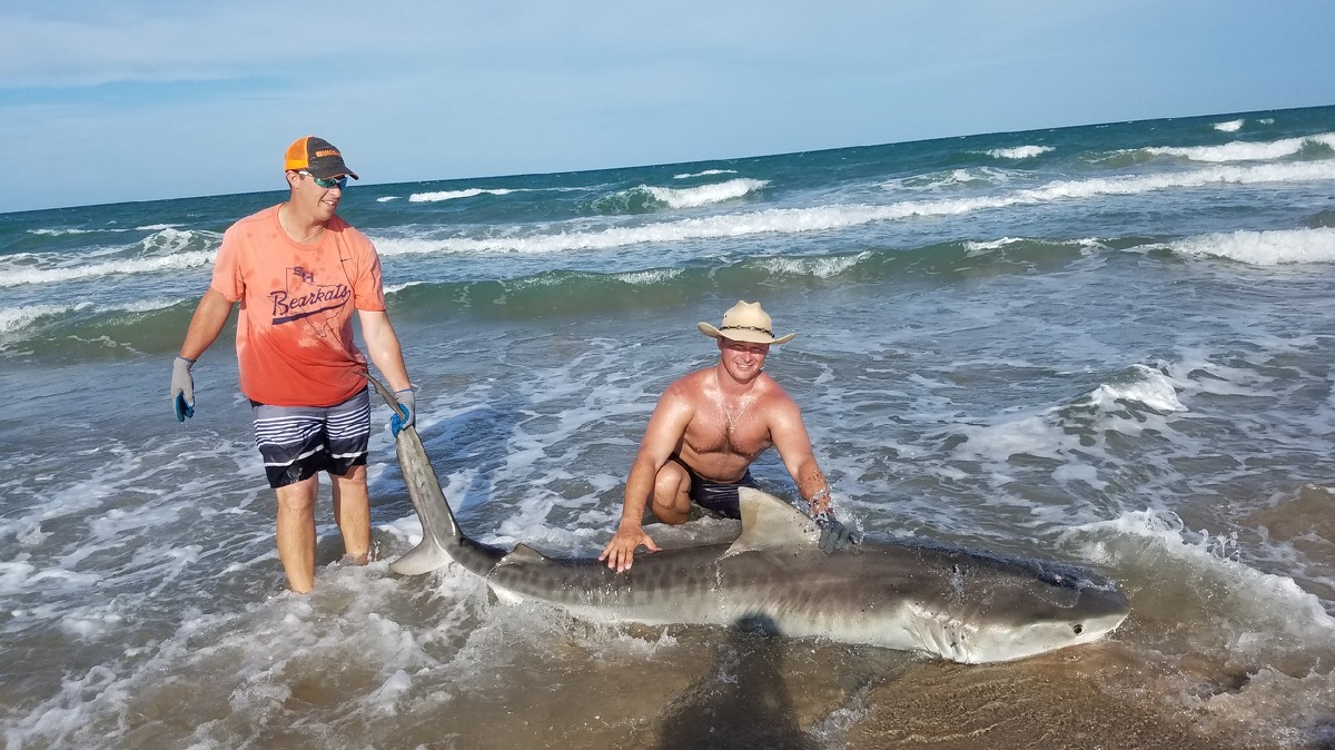 Josh Rieder, of Sinton, caught a 12-foot Tiger shark at Padre Island National Seashore on Sept. 1, 2018.