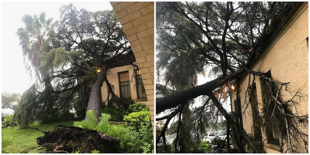 An 86-year-old blue atlas cedar fell at Thomas Jefferson High School on Sept. 10, 2018. The tree was one of the few remaining heritage trees, which were planted at the school when it opened in 1932. The tree was removed the same day and will later be replaced.