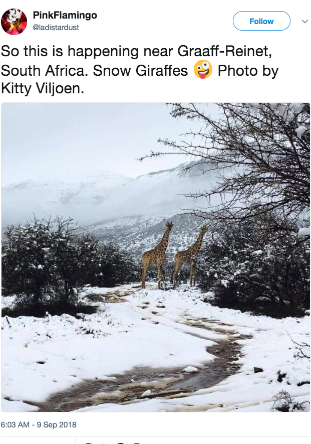 Freak Storm Slams South Africa: Photos Of Giraffes Walking In Snow Go Viral