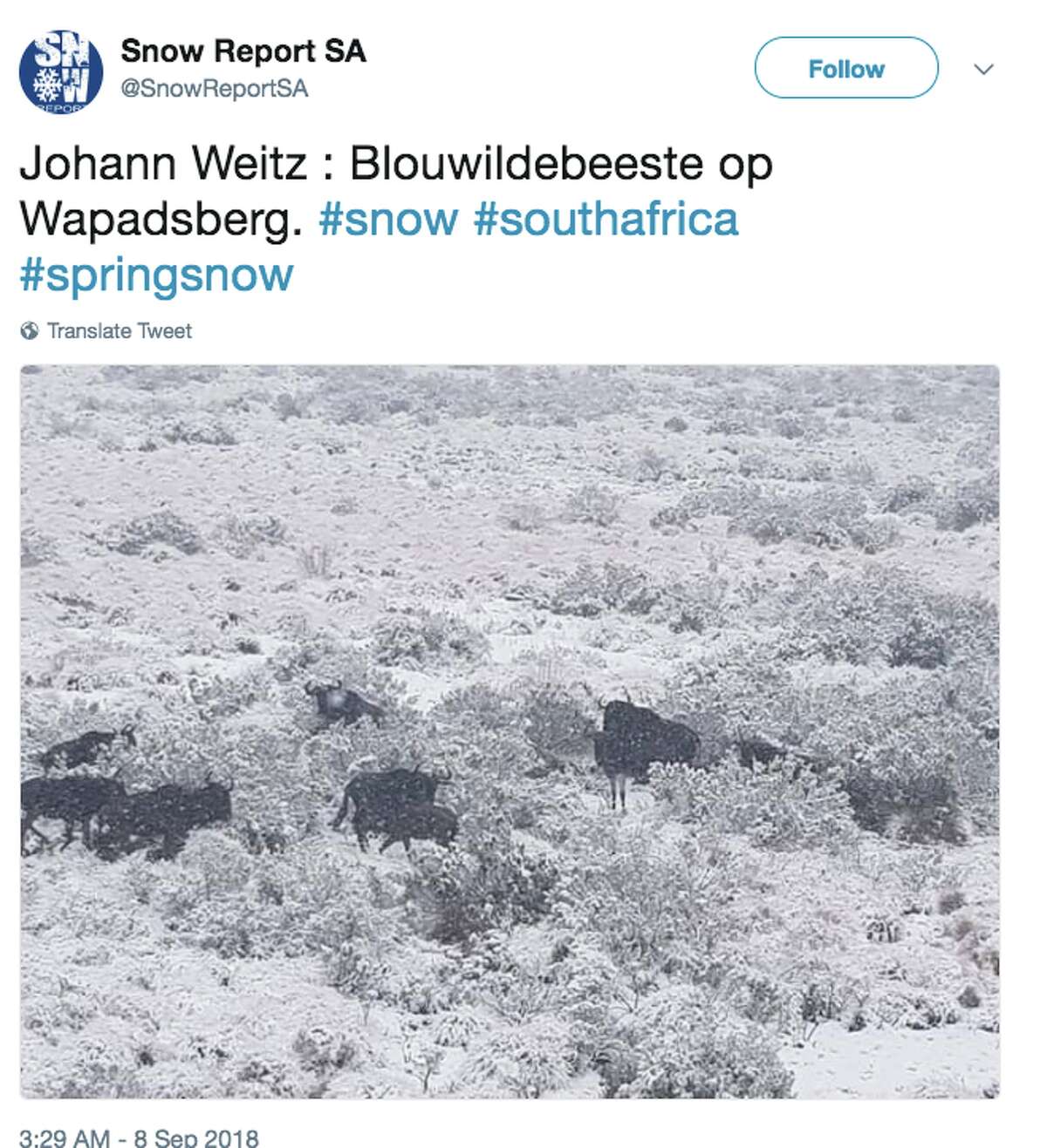 Freak Storm Slams South Africa: Photos Of Giraffes Walking In Snow Go Viral