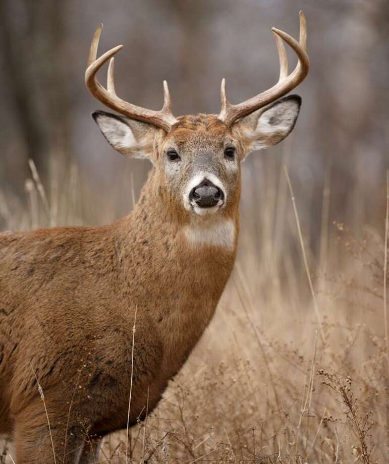 Deer hunting season opens Connecticut Post