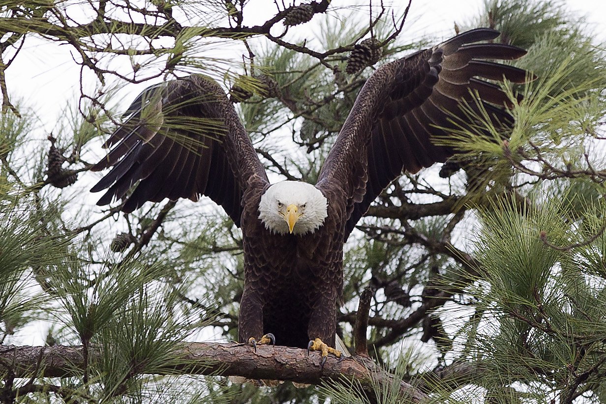 Record number of bald eagles found in Lake Tahoe's annual count - Vimarsana News
