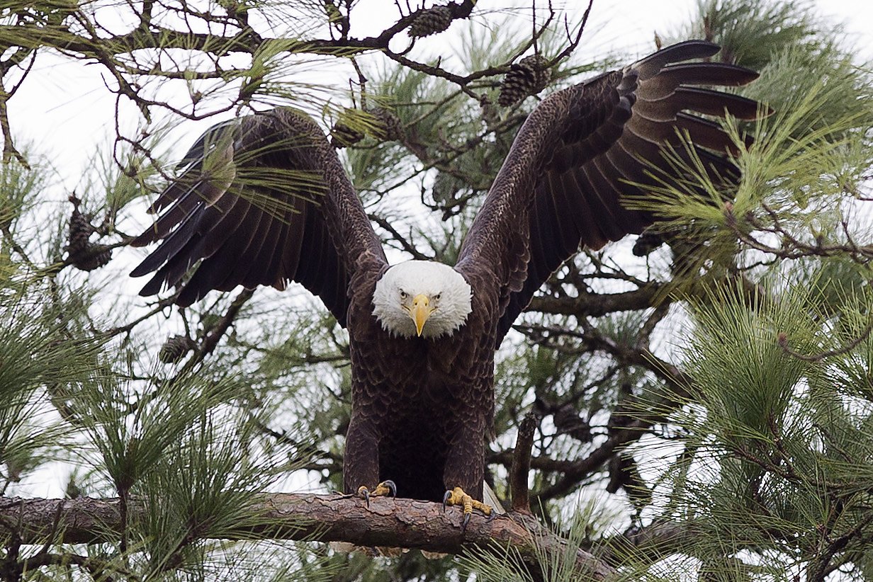 6 Great Places to See Bald Eagles in the San Francisco Bay Area