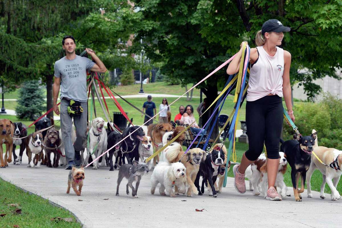 Tim Pink of Saratoga Dog Walkers poses 29 of his loads for a Congressional Spring group photo at Congress Park on Wednesday, September 12, 2018 in Saratoga Springs, New York.  (John Carl D'Annibale/Times Union)