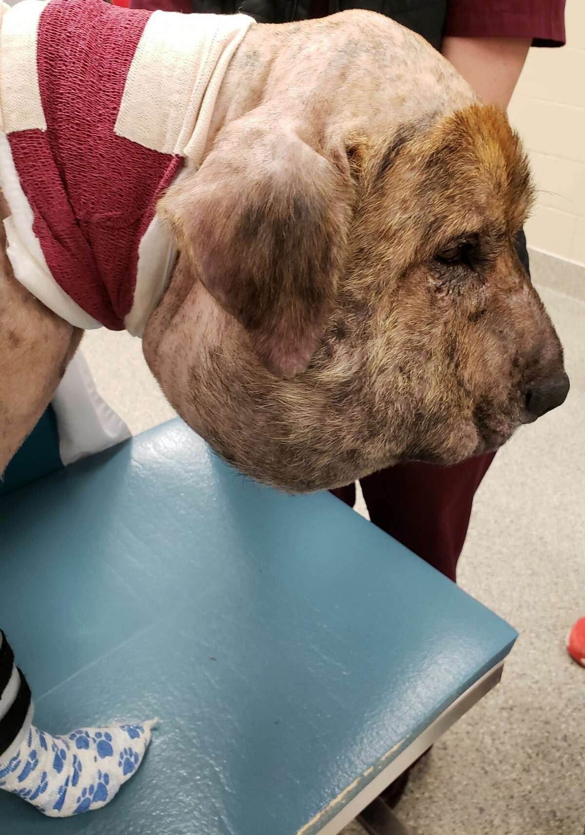 'We're showering him with love': Abused Houston dog makes stunning recovery