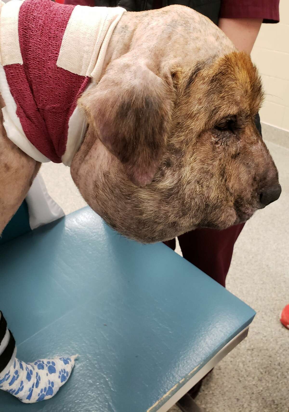 'We're showering him with love' Abused Houston dog makes stunning recovery