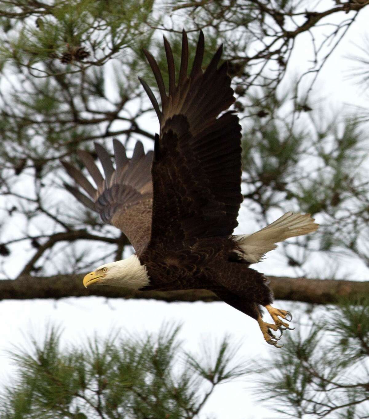 Local residents who oppose a replat plan for Mitchell Island claim the bald eagle family uses Mitchell Island for hunting, hanging out and other eagle fun. A bald eagle flies near its nest, Friday, Feb. 2, 2018, in The Woodlands.