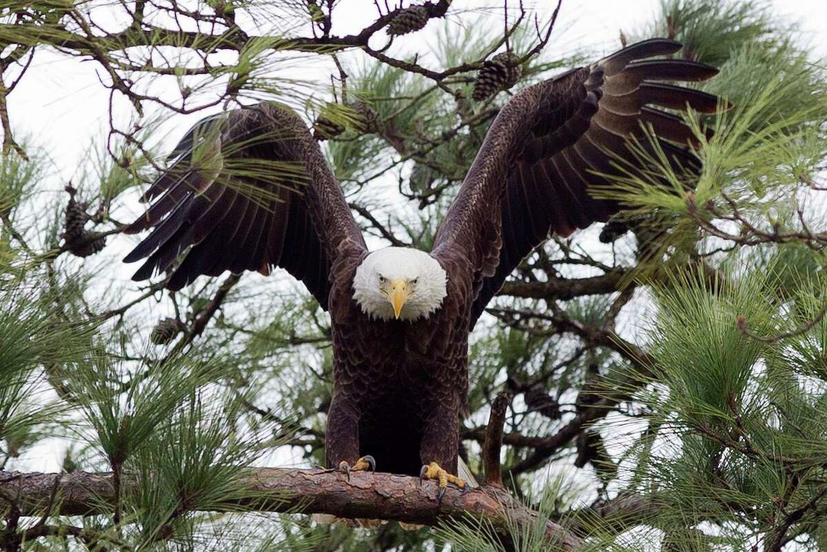 A bald eagle is seen near its nest by Lake Woodlands, Thursday, Feb. 1, 2018, in The Woodlands. Two bald eagles have nested near The Woodlands United Methodist Church since 2000 and frequently visit Mitchell Island for hunting, mating and other recreational activities. The new plans announced by Howard Hughes officials on Monday include set-aside green space for the eagles to use.