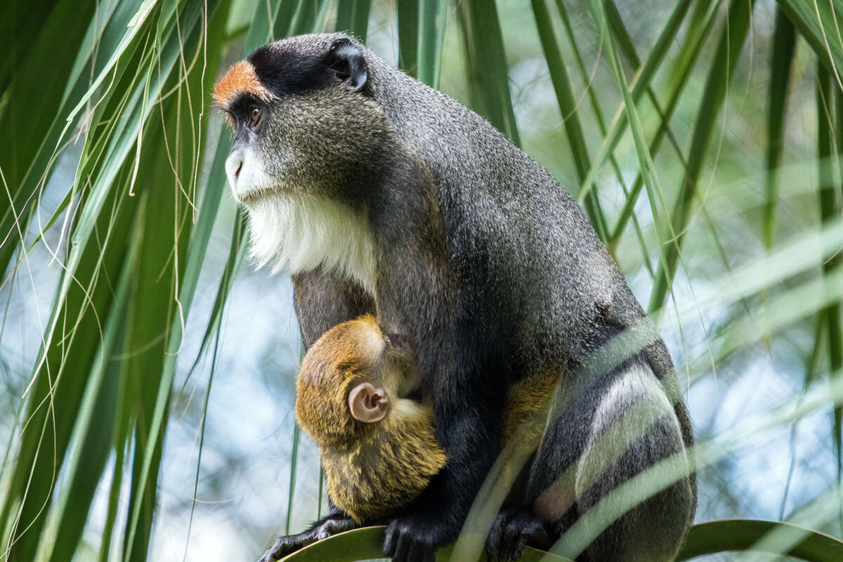 Houston Zoo shows off brand-new baby De Brazza's monkey