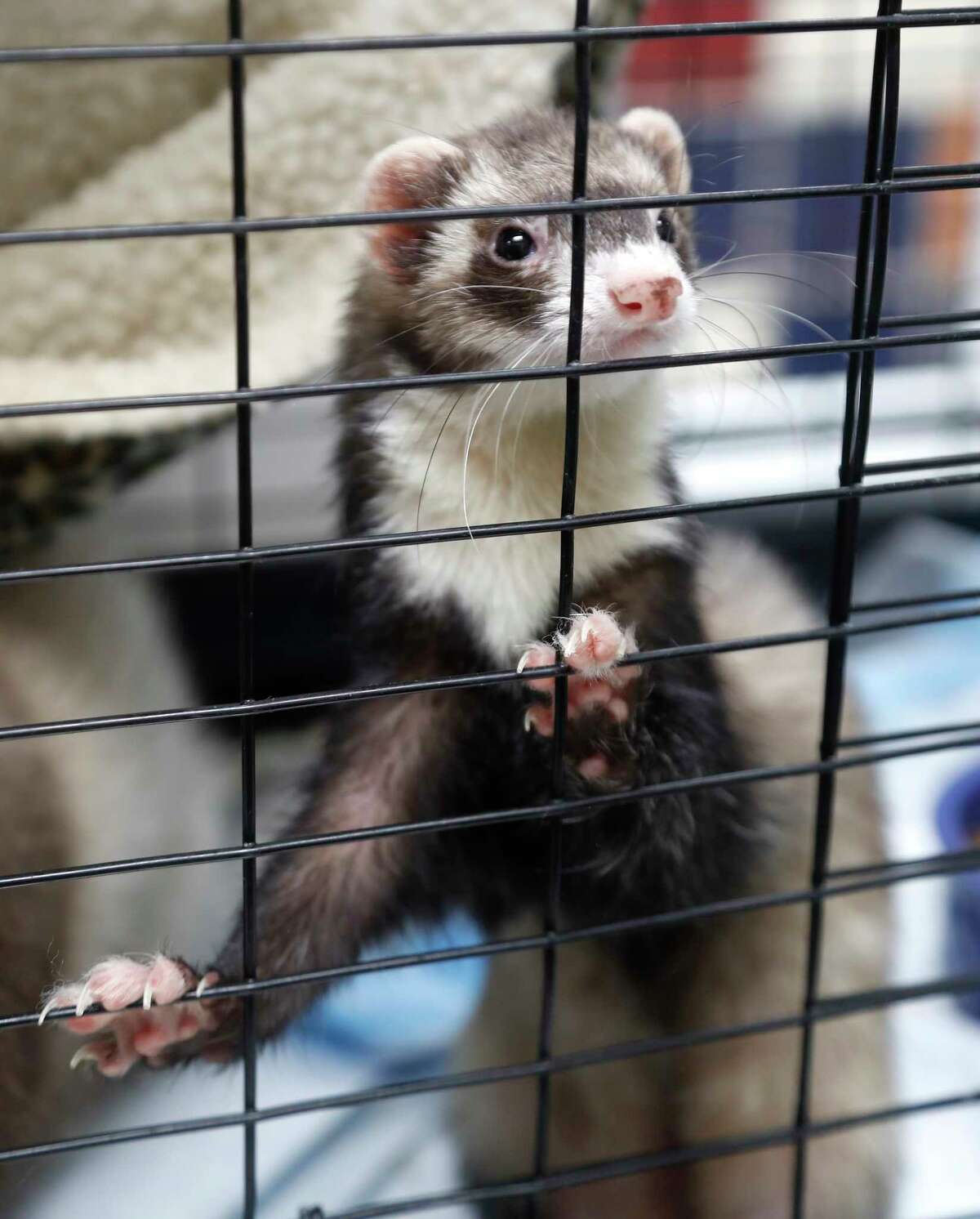 Pet of the Week Here are the Houston Humane Society animals that need homes now