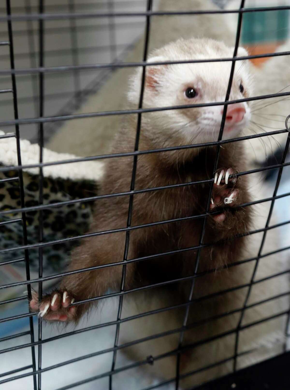 Pet of the Week Here are the Houston Humane Society animals that need homes now