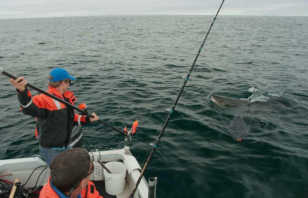Salvador Jorgensen, a research scientist with the Monterey Bay Aquarium, tags a shark near the Farallon Islands.