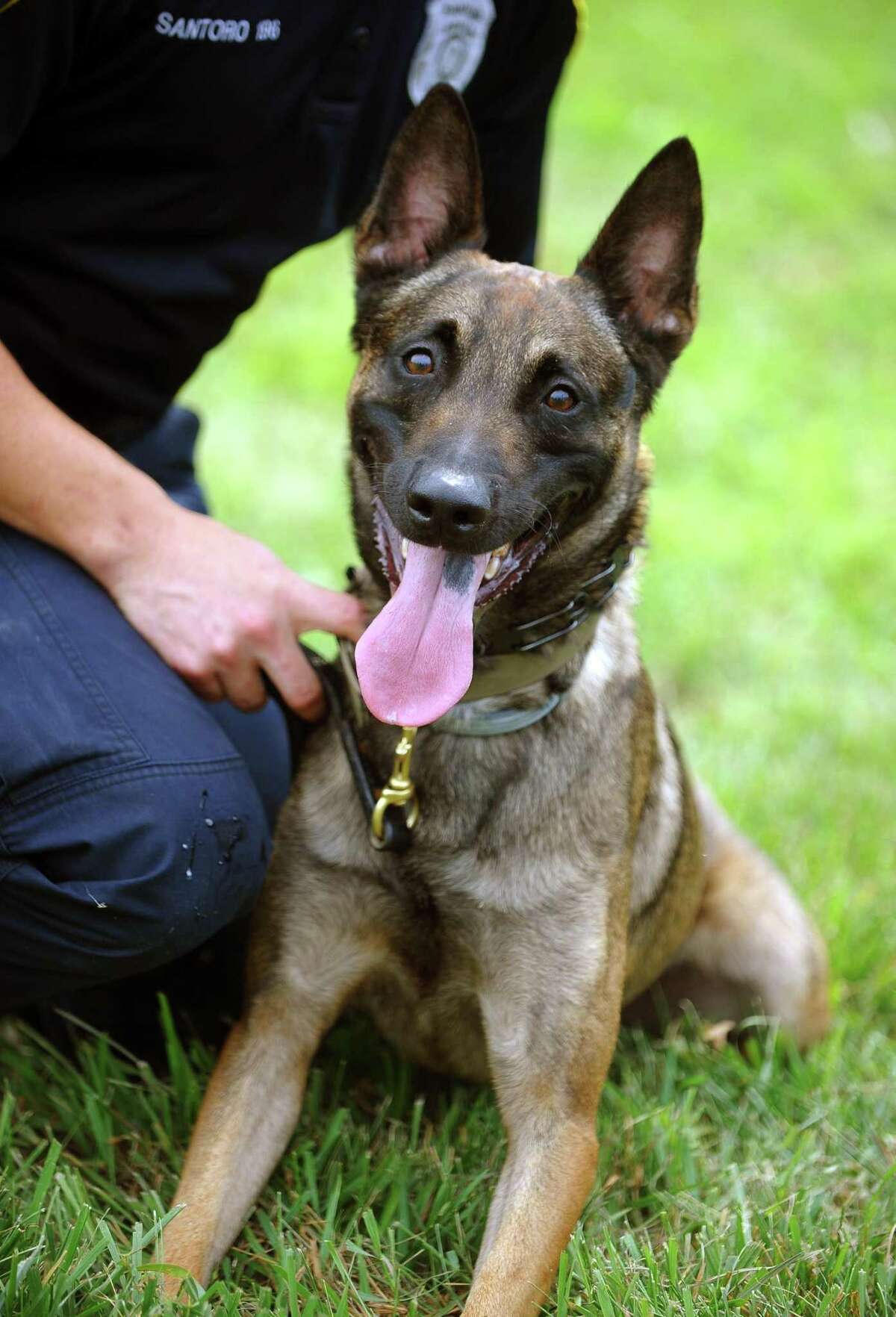 Stratford police K9 unit on the front line