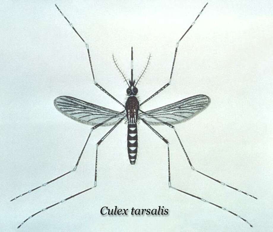 According to health officials, the culex mosquito is the species responsible for transmitting West Nile virus from birds to humans. Photo: CDC / Internal