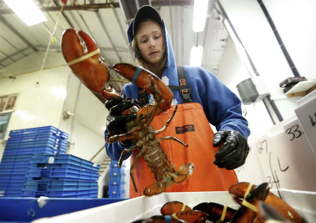 In this Tuesday, Sept. 11, 2018 photo, Kyle Bruns packs a live lobster for shipment to Hong Kong at The Lobster Company in Arundel, Maine. China is a major buyer of lobsters, and the country imposed a heavy tariff on exports from the U.S. in early July amid trade hostilities between the two superpowers. Exporters in the U.S. say their business in China has dried up since then.