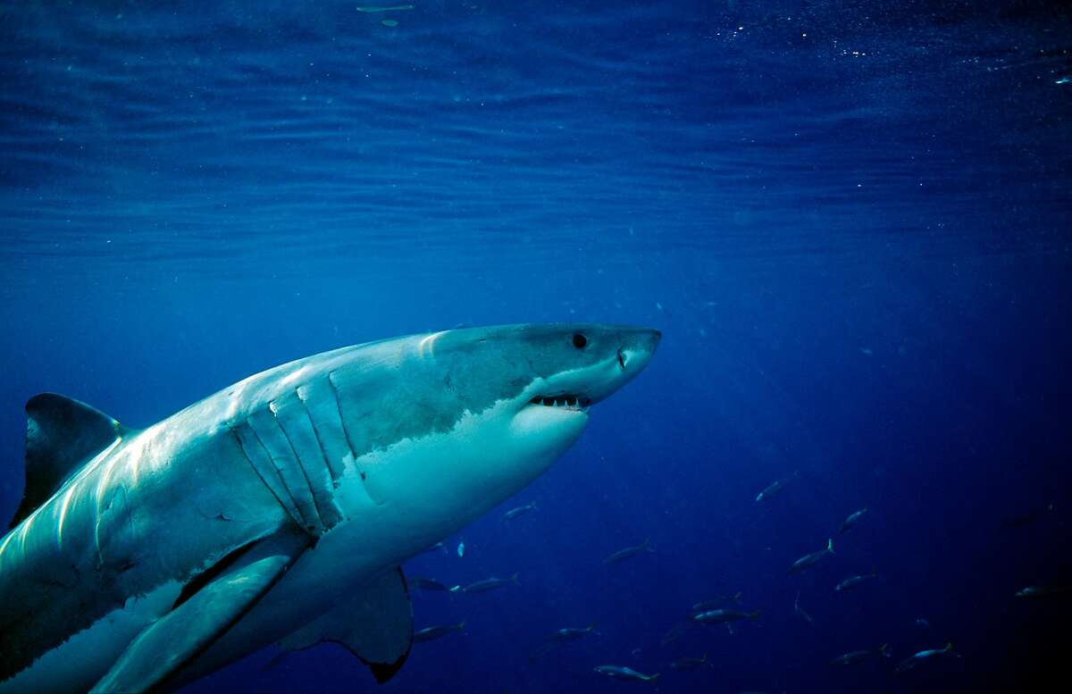 Mysterious great white shark lair discovered in Pacific Ocean