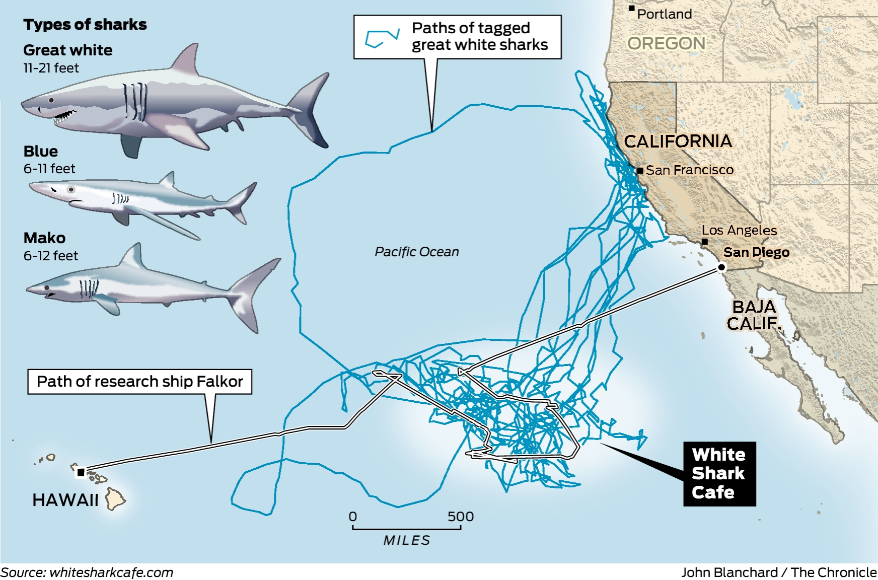 great white shark travel distance